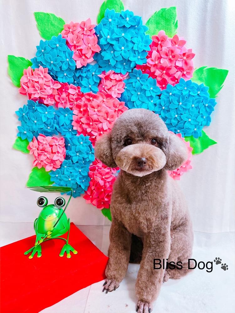 Bliss Dog