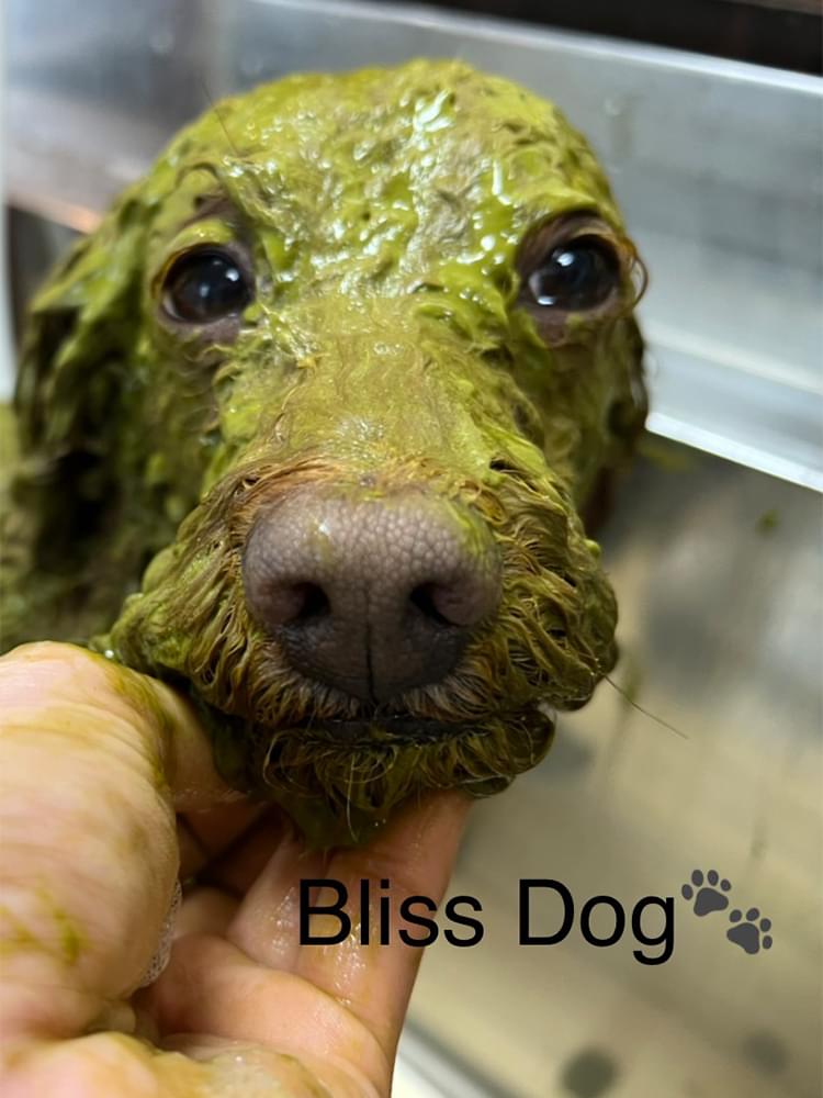 Bliss Dog
